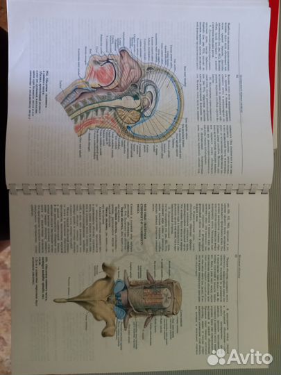 Атлас анатомии человека синельников
