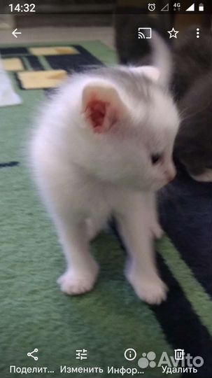 Котята от красавицы мамы 