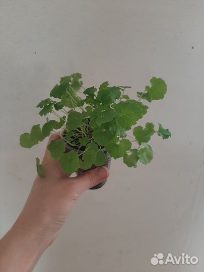 Колокольчик карпатский