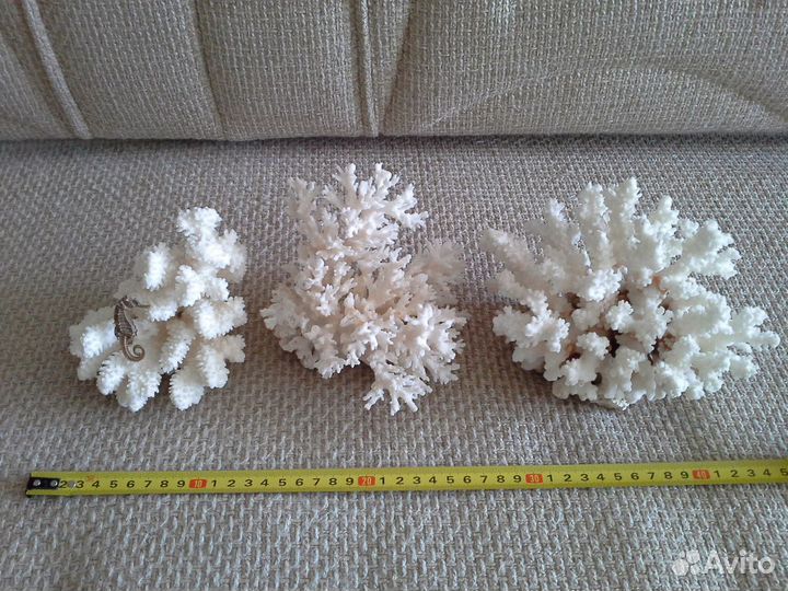 Морские кораллы