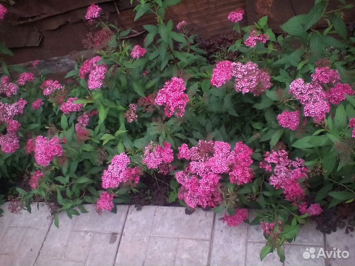 Спирея Бумальда