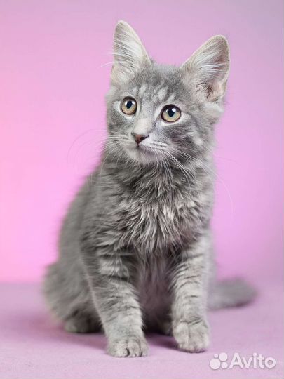 Ласковый котенок Фокус