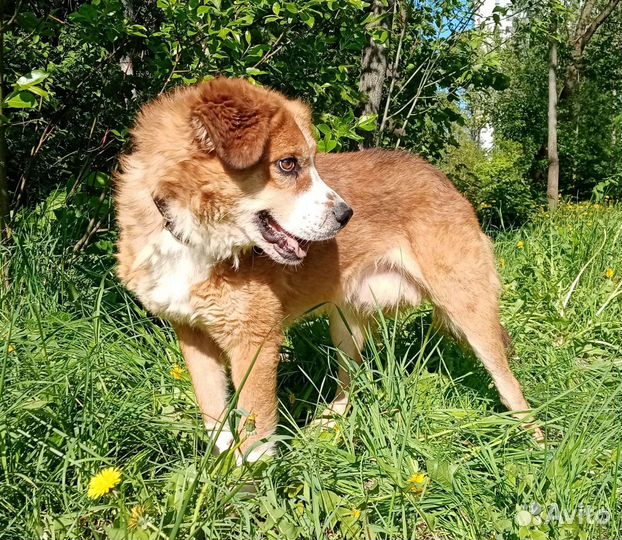 Мартину нужен дом