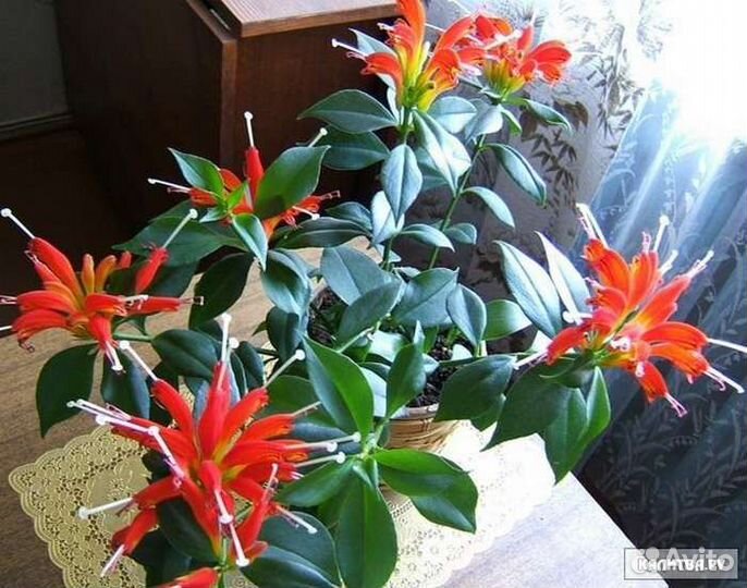 Эсхинантус Жар птица