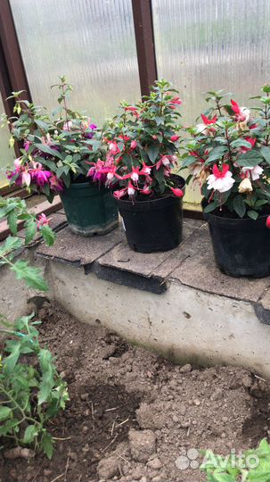 Черенки фуксии кустовой Classic