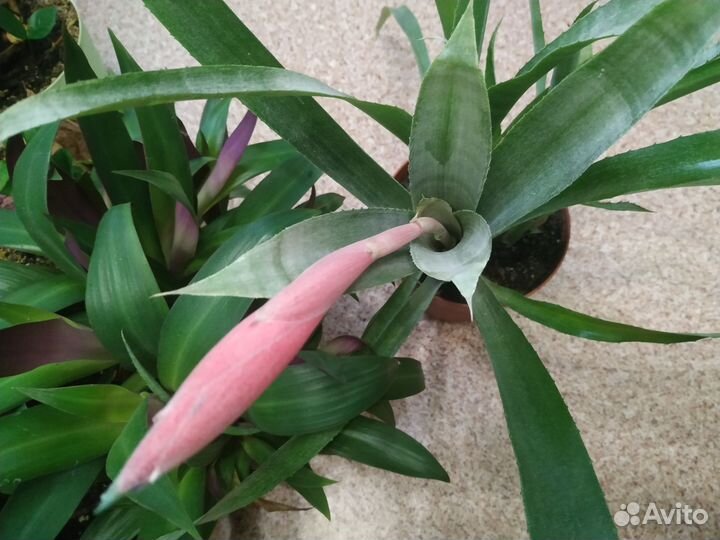 Бильбергия