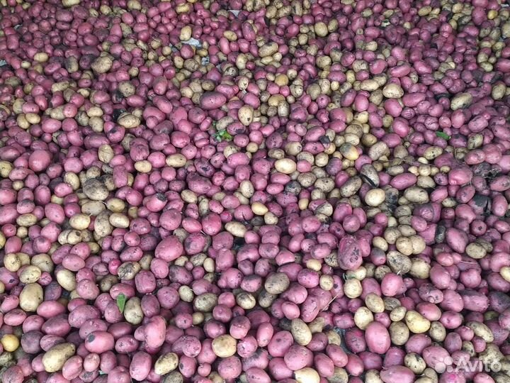 Картофель крупный