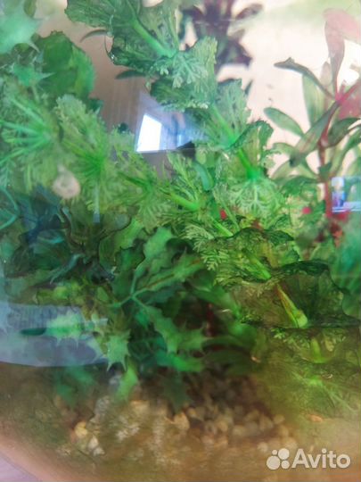 Аквариум с грунтом и искус растениями шар 15л