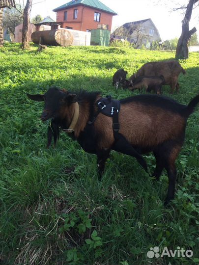 Козел альпийский