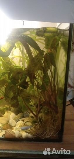 Аквариумные растения