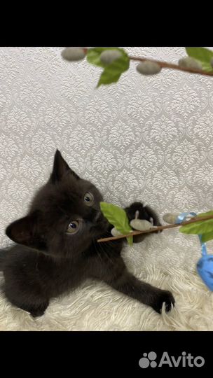 Котята