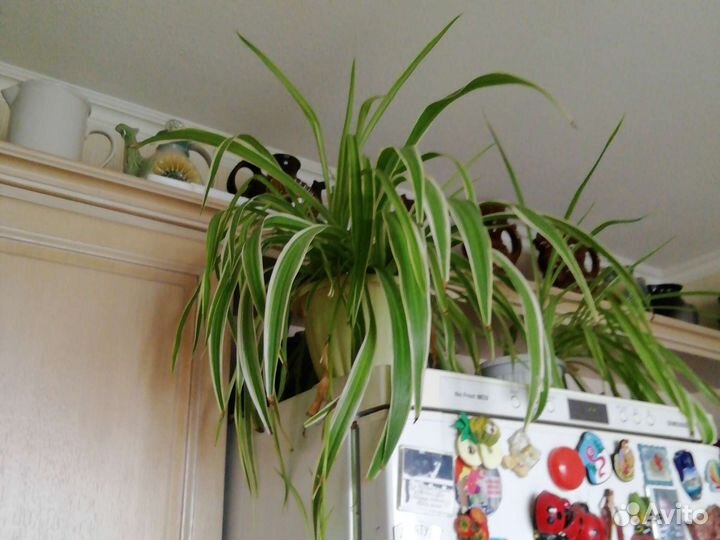 Комнатные растения