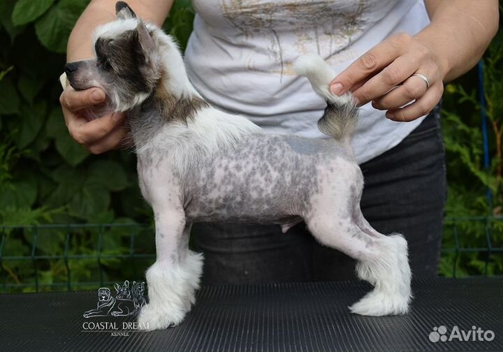 Китайская хохлатая голая мальчик