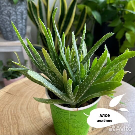 Суккуленты (остатки)