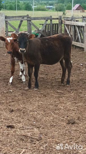 Телка айширская-джерсийская