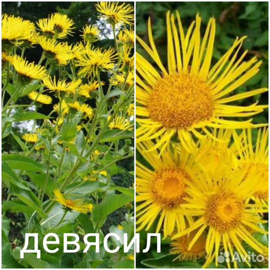 Многолетние цветы