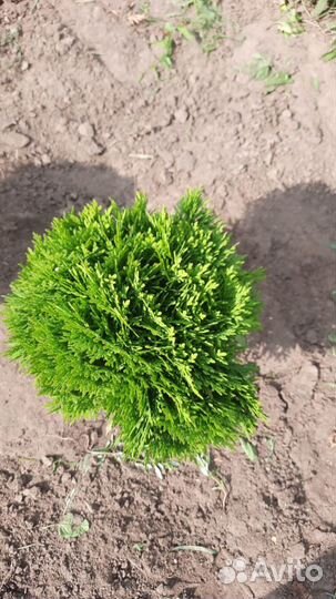 Туя западная смарагд