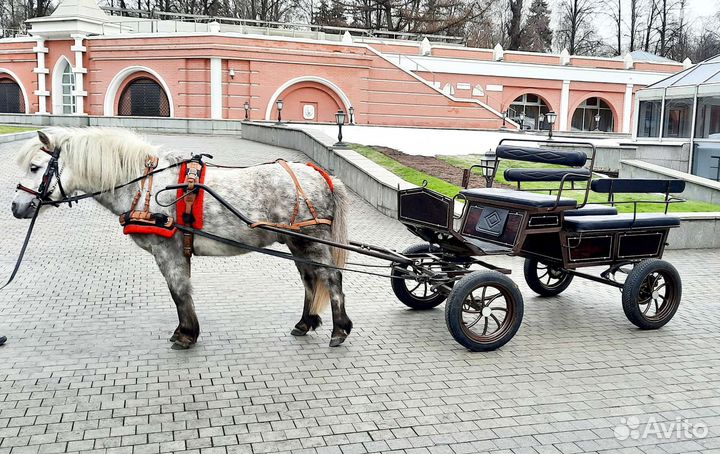Карета,сани,телега,лошади,пони на праздник