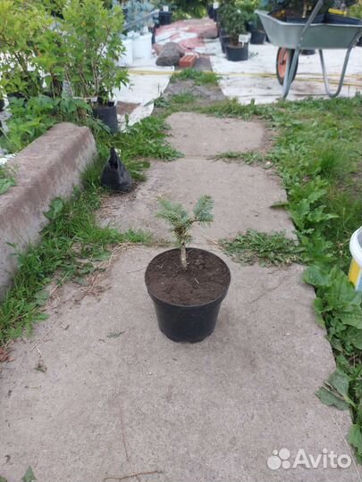 Abies lasiocarpa Compacta 15-20см