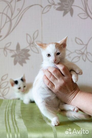 Котенок мальчик