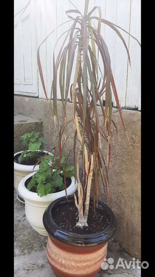 Горшок для цветов