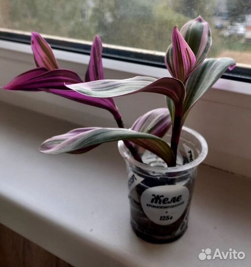 Традесканция