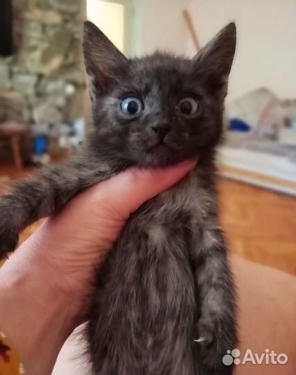 Котики в добрые руки