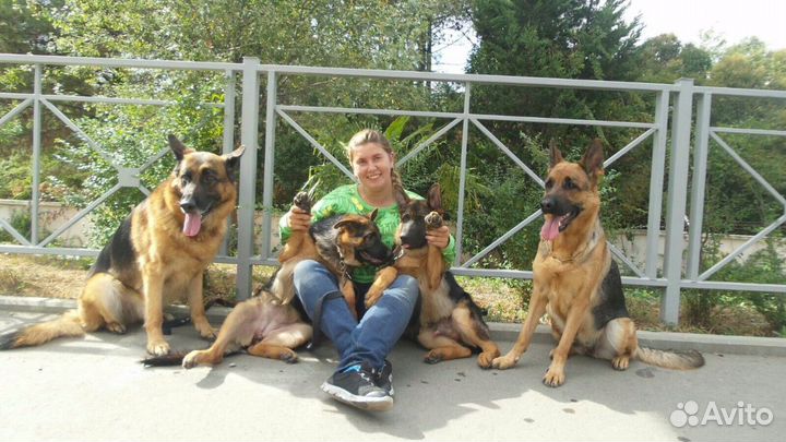 Профессиональная дрессировка собак. Хэндлер