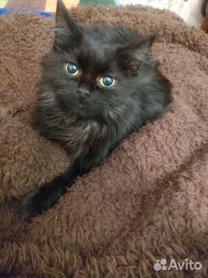 Красивые Кошки в добрые руки