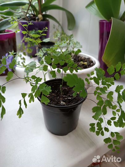 Папоротник,Венерин волос