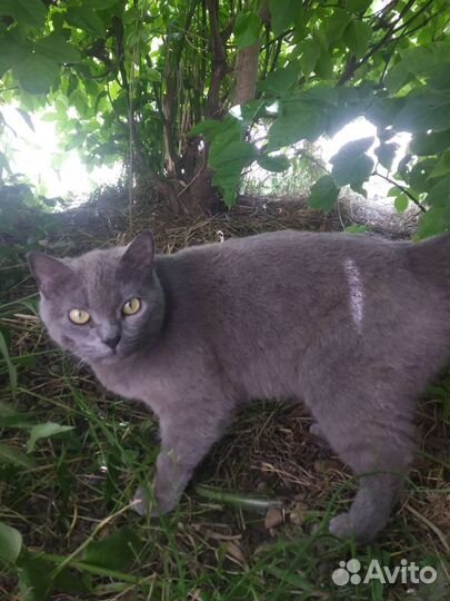 Британская кошка в добрые руки