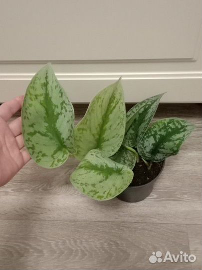 Сциндапсус Треби