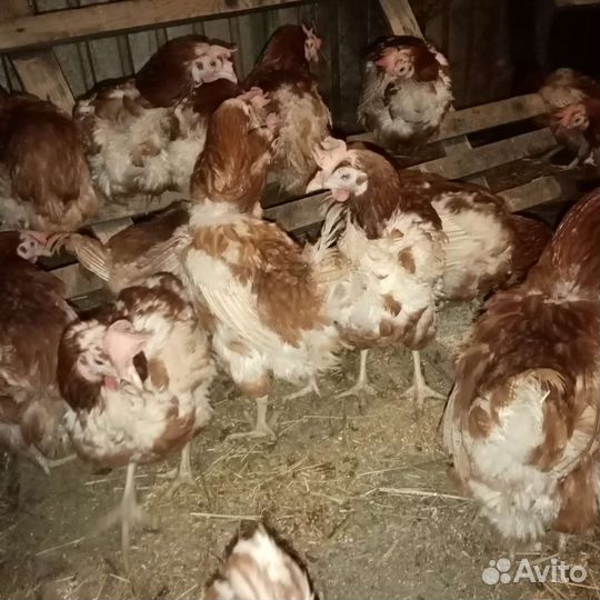 Куры несушки