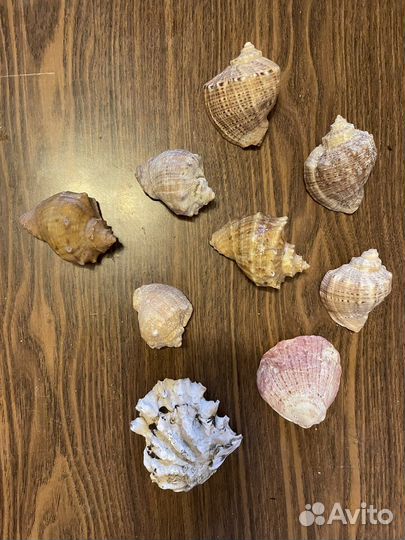 Морские ракушки