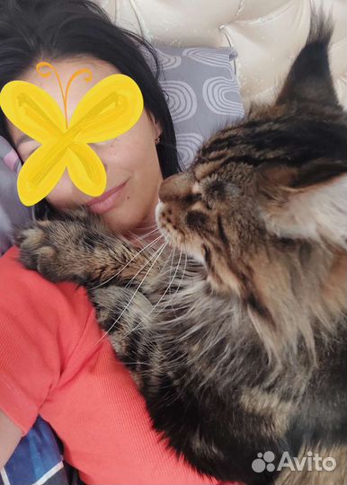 Вязка мейнкун