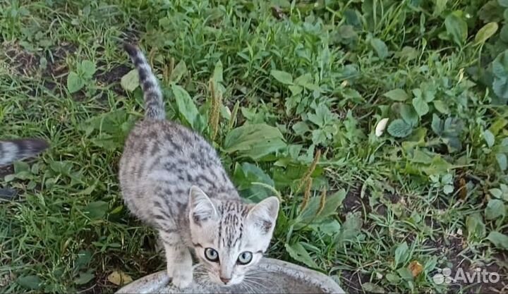 Котята в добрые руки бесплатно