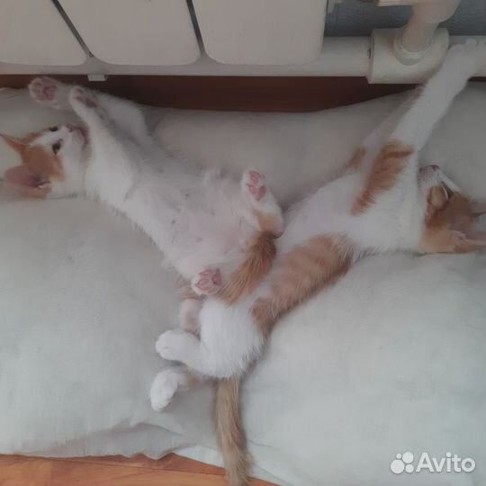 Коты в добрые руки за 10руб