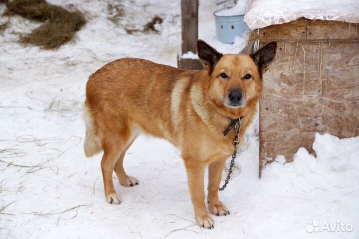 Отдам умнейшую собаку Линду