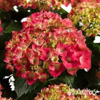 Гортензия Лейхфайер