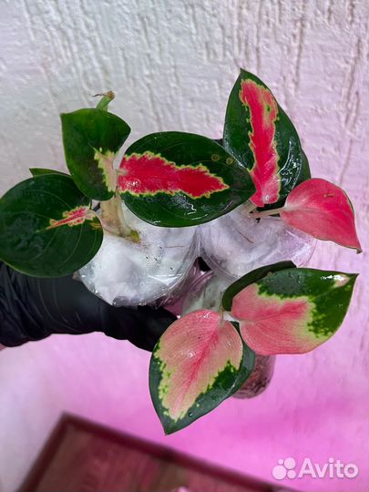 Аглаонема donfang red малыши