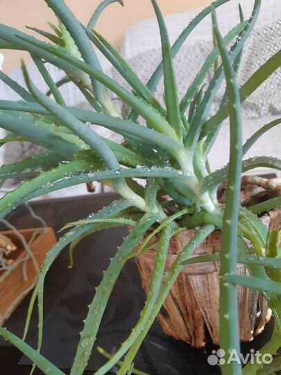 Алоэ вера лечебный