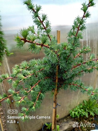 Декоративные растения на штамбе