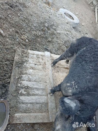 Хряк венгерской мангалицы