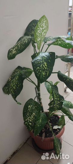 Диффенбахия