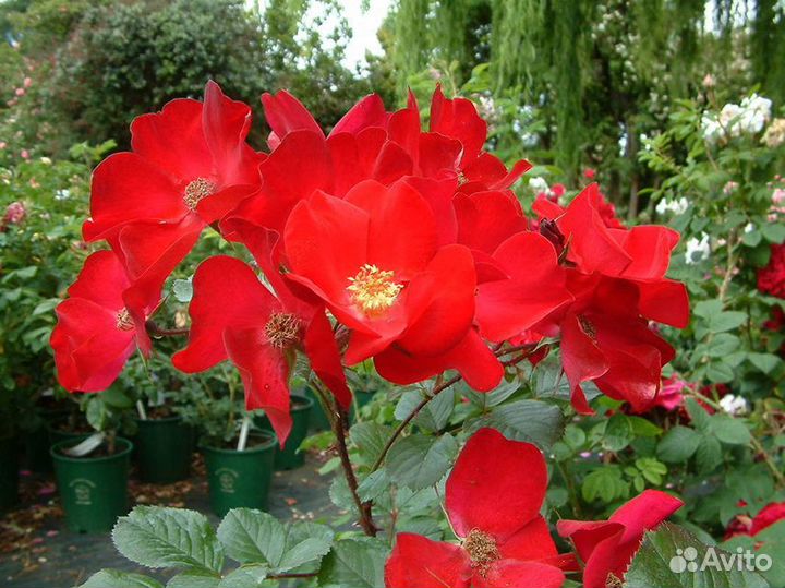 Роза-ругоза, шиповник зкс