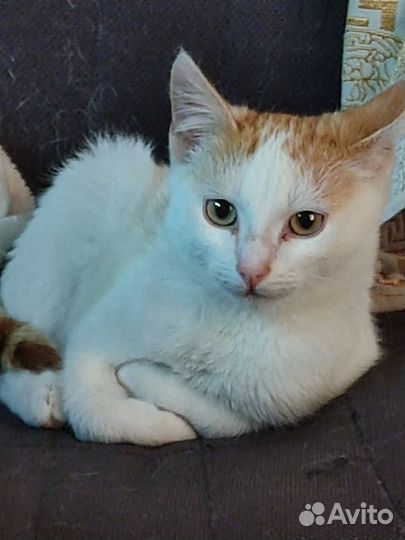 Рыжий котенок