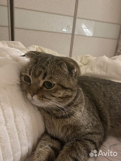 Шотландский кот