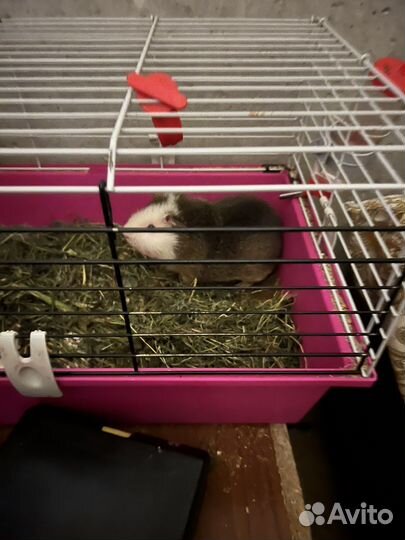 Морские свинки