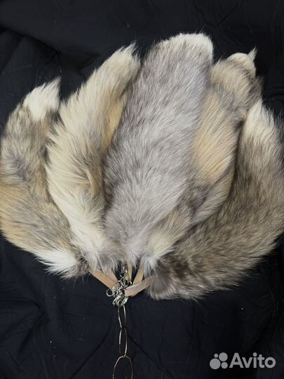 Хвост волчий