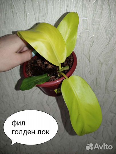 Комнатные цветы